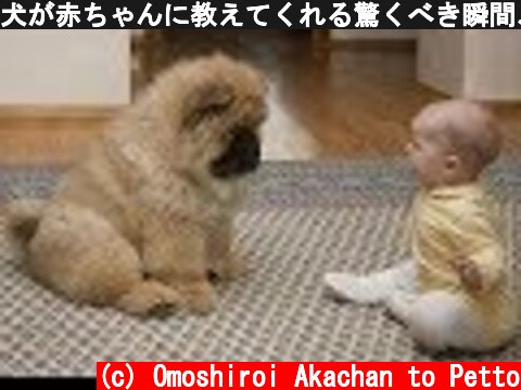 犬が赤ちゃんに教えてくれる驚くべき瞬間、かわいい犬、かわいい赤ちゃん -  面白い赤ちゃんとペット  (c) Omoshiroi Akachan to Petto